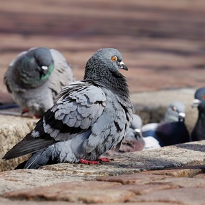 Dépigeonnage